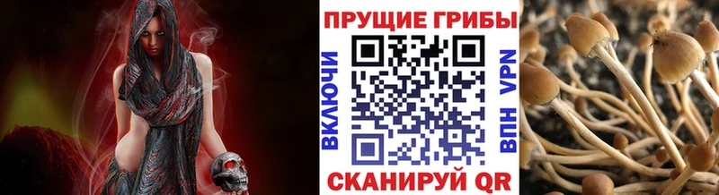 Галлюциногенные грибы Psilocybe  Новочеркасск 